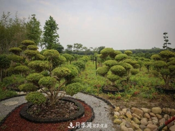 中国瓜子黄杨之乡把园艺产业做成规模