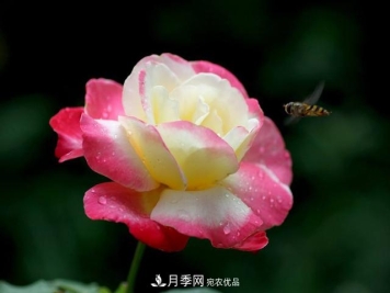 最香月季花排行榜前十名是哪些品种？