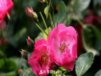 藤本月季的修剪办法？