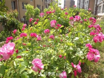 藤本月季怎么爬藤，修剪得当正确牵引