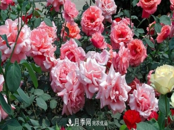 月季施肥时间和方法