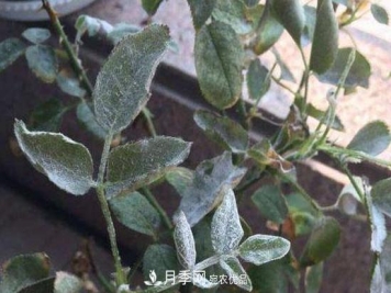月季白粉病怎么治？月季白粉病的治疗方法
