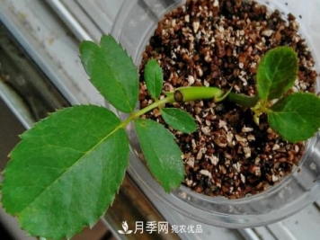 夏季扦插月季的方法和注意事项