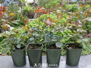 月季花换盆注意事项