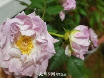 养护修剪月季，剪花从哪剪？