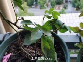 月季移栽后叶子蔫了能活吗？