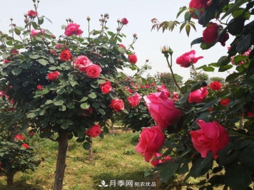 南阳树状月季怎样移植易成活？