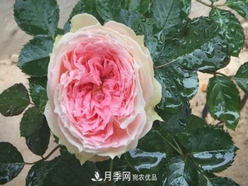 绒球门廊微型月季养护注意事项