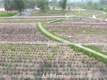 河南安阳林州：到这里来看月季花海