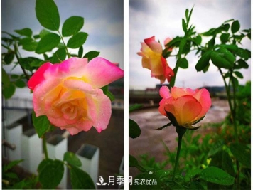 炎热的7月，月季花夏天能暴晒吗