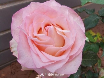 美文：月季芳菲