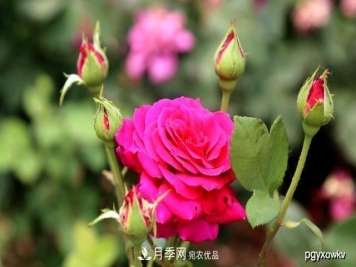 夏天月季不剪枝，冬天不施肥，养月季的都知道，再教你这几点