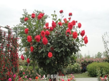 树型月季好养吗？比普通月季花强在哪里？适合家里养吗