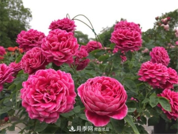夏季月季休眠了？不要怕，这三步来叫醒它！