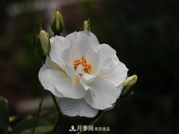 夏天月季不开花，这个小诀窍让你年年花朵爆满盆！