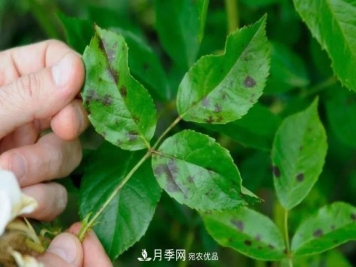 夏季月季常害这种病，梅雨季节尤其要注意！