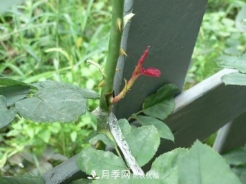 想要多色月季花？一个方法满足你