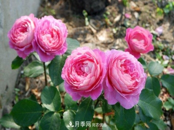 夏季盆栽月季养护要点都在这里了！