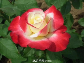 这几款月季品种，你可能听都没听说过！