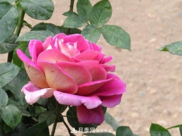 夏季月季闷根要换盆？注意这几点能少走弯路