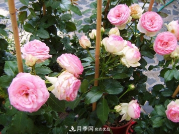 想要月季在秋季爆盆？夏季的这件事要提前准备