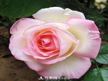 月季的养护的关键季节，夏季养护得当开花不断！