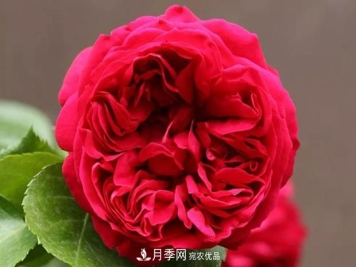 红色沙龙宝石月季日常如何养护管理？