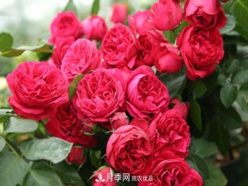 当下最热销的月季，3个买了不后悔的月季品种