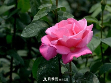 讲一讲月季的种植心得