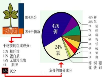 月季缺肥的表现以及处理方法