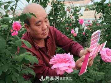 北京月季专家俞红强： 不仅育月季新品，还要育月季产业