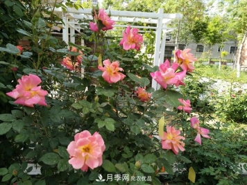 新疆抗寒月季新品种助力脱贫增收