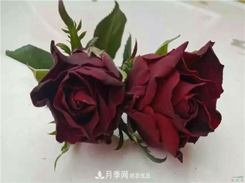 云南锦海举办月季新优品种推介会 56个切花月季新品种各展娇姿