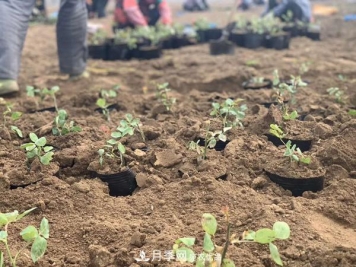 小月季引领大发展 莱州北张合作社月季种植致富