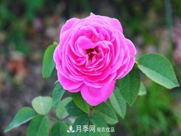 月季花的栽培方法
