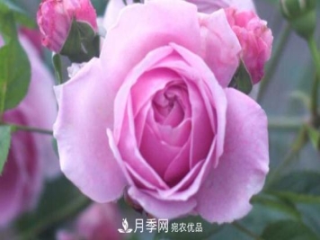 欧月月季有哪些必买的品种？