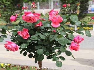 绿化种植后，月季树还会长粗吗？