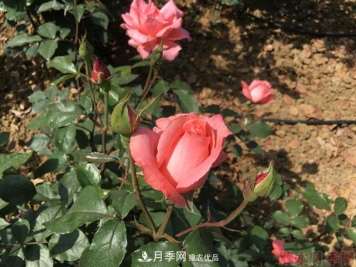 月季移栽需要马上浇水吗？