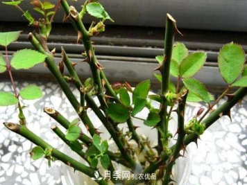 灌木月季养护需要修剪吗？