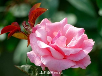 月季花怎样扦插？现在的季节合适吗？