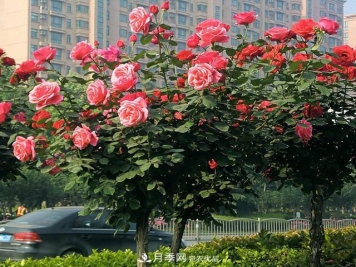 绿化工程必备，美丽的树状月季