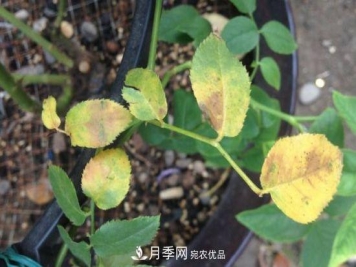 夏天月季的叶子发黄原因及解决方法