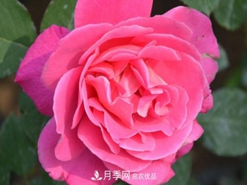 常见的月季的主要虫害有哪些？