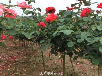 南阳棒棒糖月季树的嫁接办法