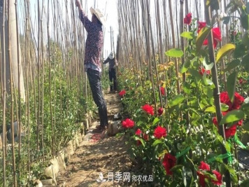 南阳市石桥镇：农民发家致富 月季功不可没