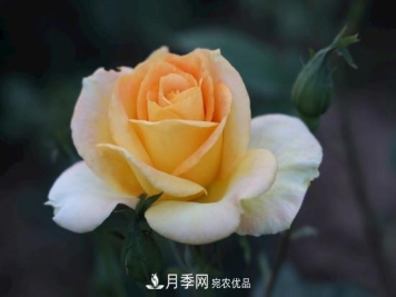 盆栽月季的修剪方法