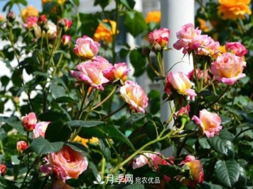 夏天月季多久浇水？