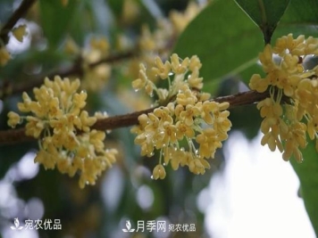 南阳苗木基地盘点桂花树的四大品种，哪种最香最好最名贵？