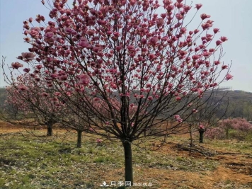 玉兰之乡，紫玉兰红玉兰白玉兰广玉兰二乔玉兰的区别和价格