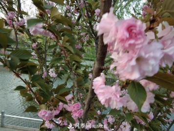 北方种植哪些开花的苗木、花卉比较适合？